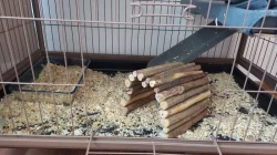 4 měsíční činčila s vybavením do zkušených rukou