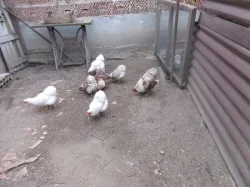 Nabízím násadová vejce zdrobnělých vyandotek