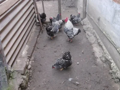 Nabízím násadová vejce zdrobnělých vyandotek