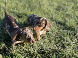 Jezevčík trpasličí