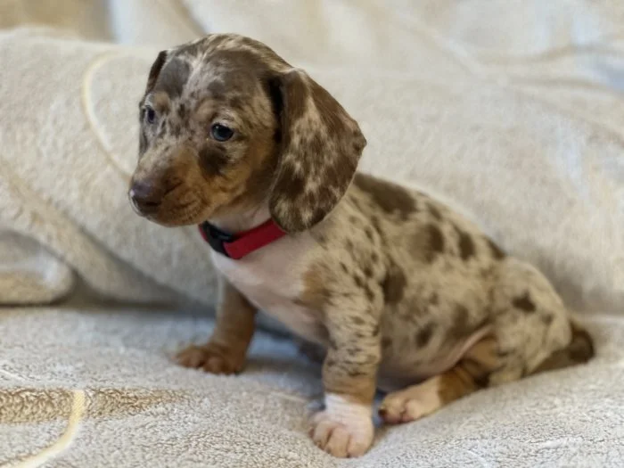 Jezevčík trpasličí