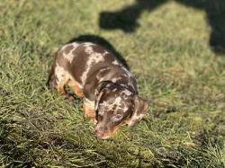 Jezevčík trpasličí