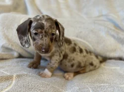 Jezevčík trpasličí