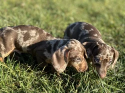 Jezevčík trpasličí