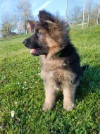 Štěňátka německého ovčáka s PP