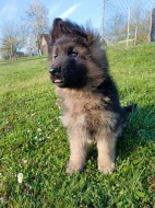 Štěňátka německého ovčáka s PP