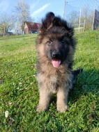 Štěňátka německého ovčáka s PP