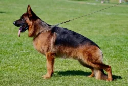 Štěňátka německého ovčáka s PP