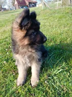 Štěňátka německého ovčáka s PP
