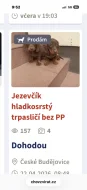 Jezevčík hladkosrstý trpasličí