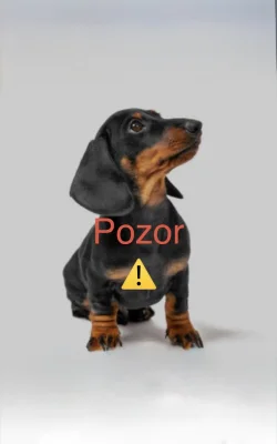 Jezevčík hladkosrstý trpasličí