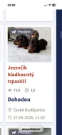 Jezevčík hladkosrstý trpasličí