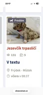 Jezevčík hladkosrstý trpasličí