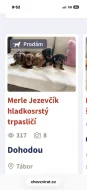 Jezevčík hladkosrstý trpasličí