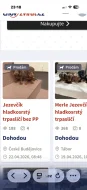 Jezevčík hladkosrstý trpasličí