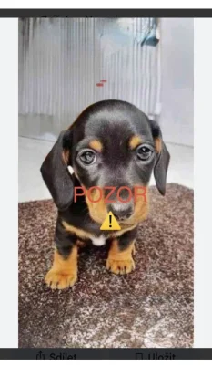 Jezevčík hladkosrstý trpasličí