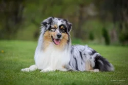 Očekávaný vrh australských ovčáků v CHS Dům v zahradě