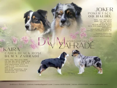 Očekávaný vrh australských ovčáků v CHS Dům v zahradě