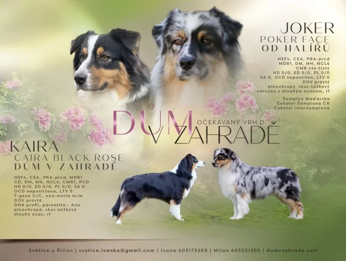 Očekávaný vrh australských ovčáků v CHS Dům v zahradě