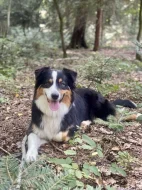 Očekávaný vrh australských ovčáků v CHS Dům v zahradě