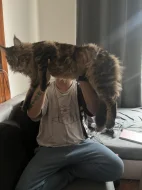 MAINSKÝ MÝVALÍ KOCOUR NA KRYTÍ