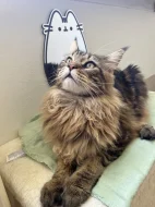 MAINSKÝ MÝVALÍ KOCOUR NA KRYTÍ