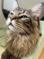 MAINSKÝ MÝVALÍ KOCOUR NA KRYTÍ