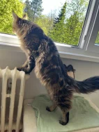 MAINSKÝ MÝVALÍ KOCOUR NA KRYTÍ