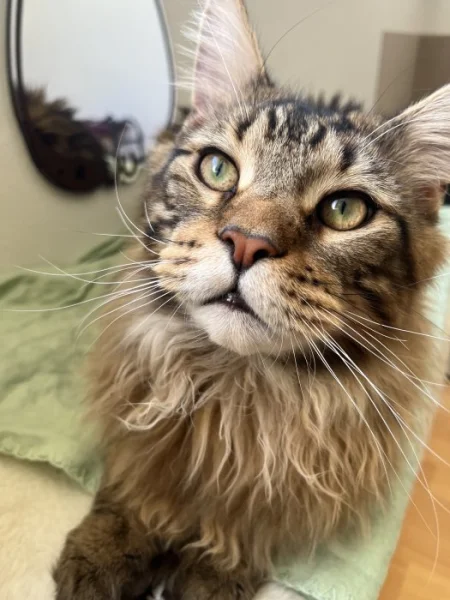 MAINSKÝ MÝVALÍ KOCOUR NA KRYTÍ