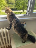 MAINSKÝ MÝVALÍ KOCOUR NA KRYTÍ