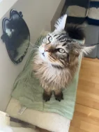 MAINSKÝ MÝVALÍ KOCOUR NA KRYTÍ