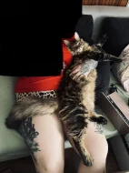 MAINSKÝ MÝVALÍ KOCOUR NA KRYTÍ