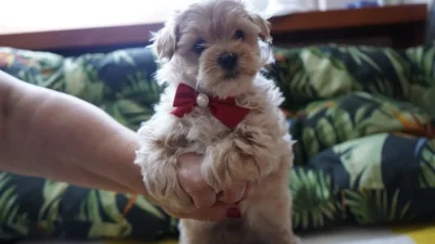 Maltipoo originál