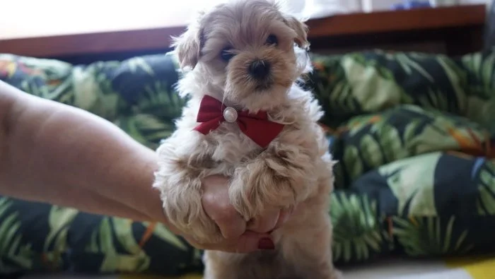 Maltipoo originál