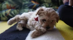 Maltipoo originál