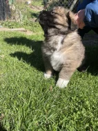 Štěňátka tibetská doga X kavkazský pastevecký pes