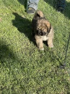 Štěňátka tibetská doga X kavkazský pastevecký pes