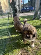 Štěňátka tibetská doga X kavkazský pastevecký pes