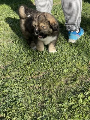 Štěňátka tibetská doga X kavkazský pastevecký pes