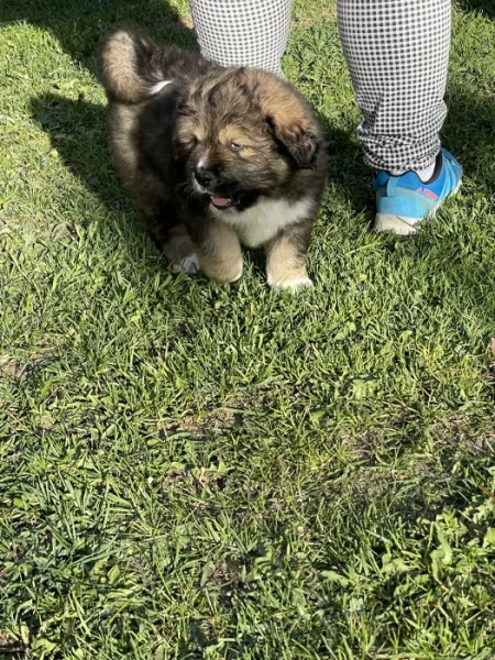 Štěňátka tibetská doga X kavkazský pastevecký pes