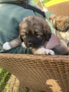 Štěňátka tibetská doga X kavkazský pastevecký pes