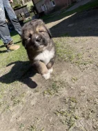 Štěňátka tibetská doga X kavkazský pastevecký pes