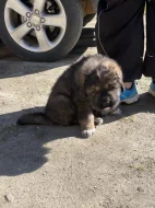 Štěňátka tibetská doga X kavkazský pastevecký pes