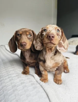 Jezevčík Štěňata