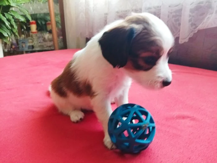 Nabízím štěně - Kooikerhondje