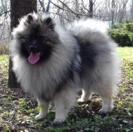 Německý špic vlčí / keeshond prodám štěňata s PP