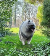 Německý špic vlčí / keeshond prodám štěňata s PP