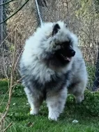 Německý špic vlčí / keeshond prodám štěňata s PP