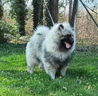 Německý špic vlčí / keeshond prodám štěňata s PP