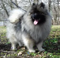 Německý špic vlčí / keeshond prodám štěňata s PP